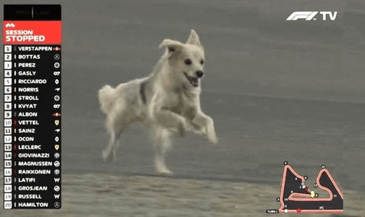 image-65 F1 and Paws: unexpected guests of the Circus