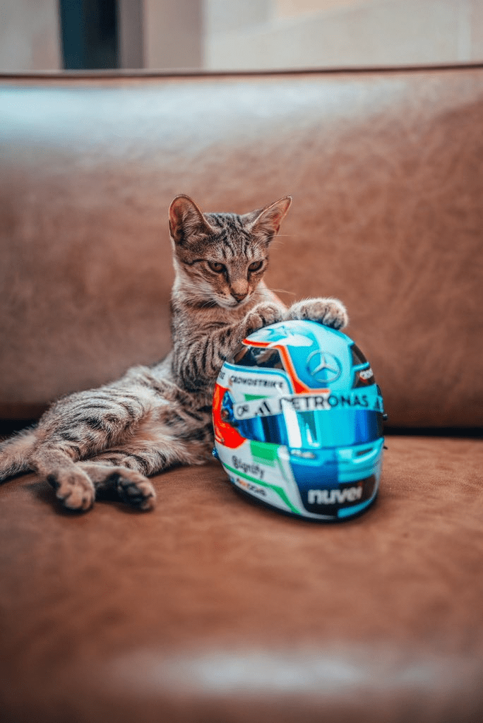 image-66 F1 and Paws: unexpected guests of the Circus