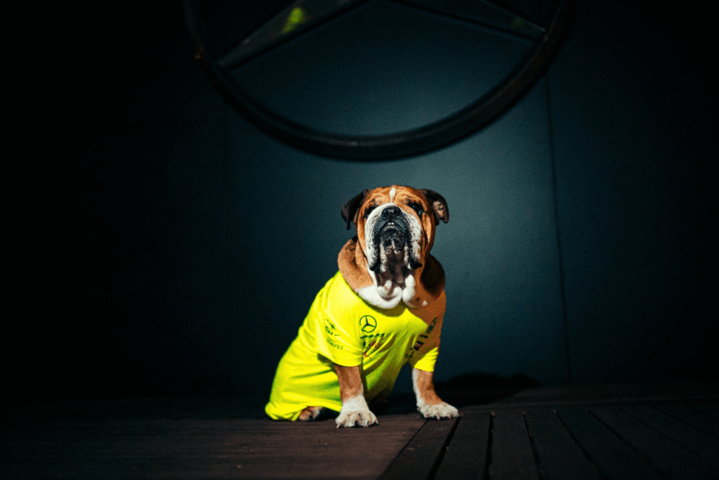 image-76-1024x683 Roscoe Hamilton's dog has died. He was 12