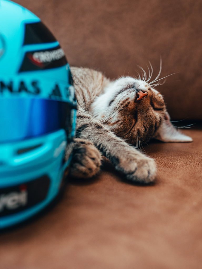 Matcha Cat, F1 Azerbaijan GP 2025